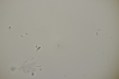 Clitopilus hobsonii