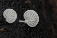 Clitopilus hobsonii