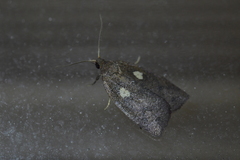 Planotortrix excessana