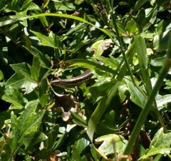 Oligosoma polychroma