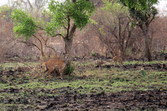 Tragelaphus scriptus bor