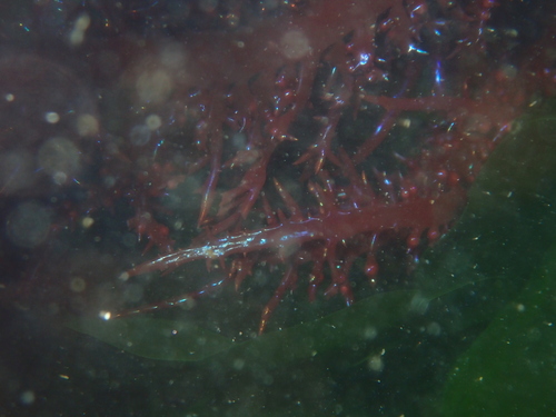 Chondracanthus chamissoi observed 2025-11-21