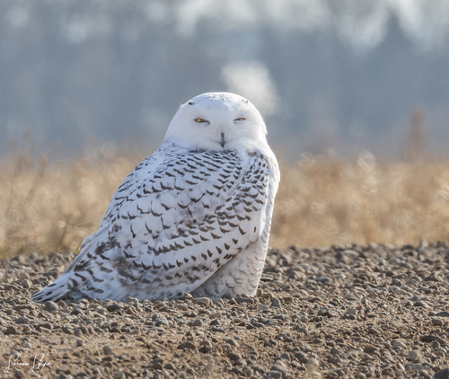 Snowy Owl photographed in South Dakota