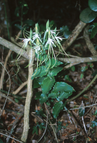 Giant Woodorchid (Bonatea lamprophylla)