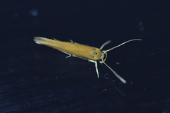 Stathmopoda skelloni