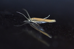 Stathmopoda skelloni