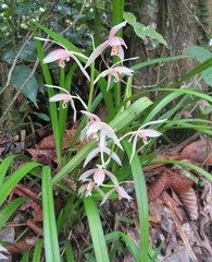 Cymbidium ensifolium