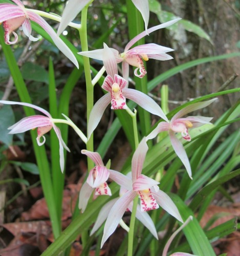 Cymbidium haematodes, photograph 1