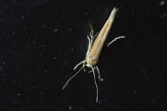 Stathmopoda skelloni