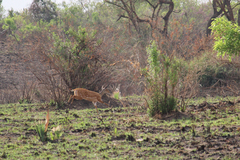 Tragelaphus scriptus bor