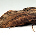 Braura truncatum - Photo (c) Wynand Uys, algunos derechos reservados (CC BY), subido por Wynand Uys