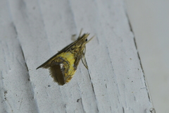 Glaucocharis chrysochyta