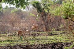 Tragelaphus scriptus bor