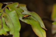 Sphictostethus fugax