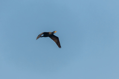 Phalacrocorax carbo