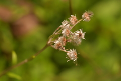 Anaphalioides trinervis