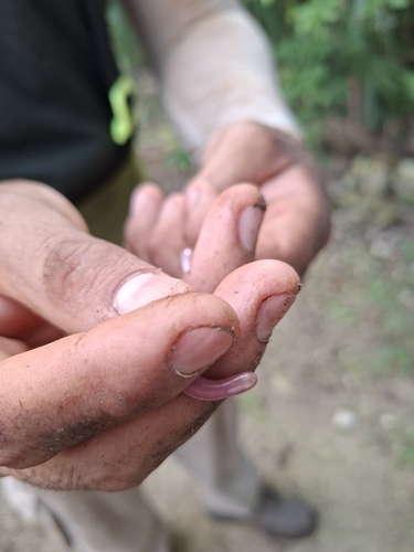 Yucatecan Worm Snake