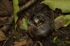 Powelliphanta