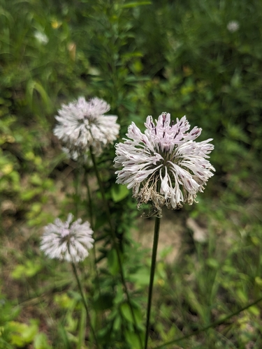 Oak Barrens Barbara's-Buttons (Marshallia legrandii)