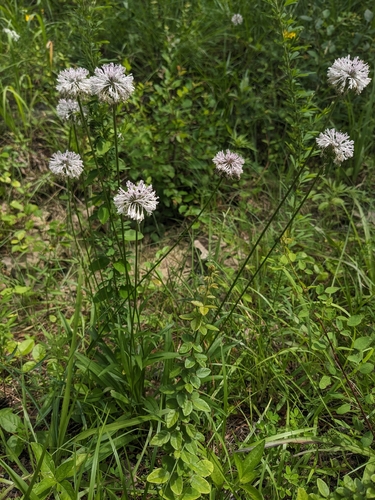 Marshallia legrandii, photograph 6