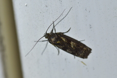 Hierodoris atychioides