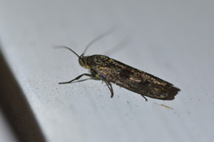 Hierodoris atychioides