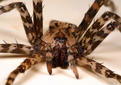 Nilus radiatolineatus