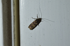 Hierodoris atychioides