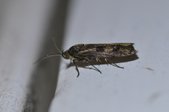 Hierodoris atychioides