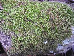 Sematophyllum subpinnatum