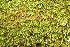 Sematophyllum subpinnatum