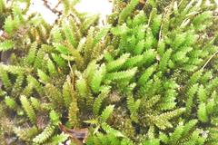 Sematophyllum subpinnatum