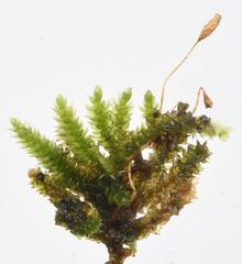 Sematophyllum subpinnatum