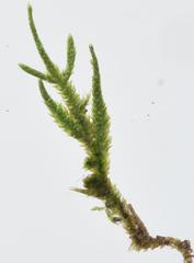Sematophyllum subpinnatum