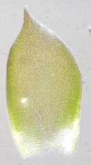 Sematophyllum subpinnatum