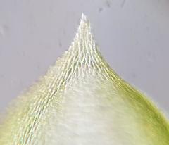 Sematophyllum subpinnatum