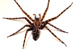 Nilus radiatolineatus