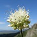 Allium schischkinii - Photo (c) Aleksandr Ebel, algunos derechos reservados (CC BY-NC), uploaded by Aleksandr Ebel