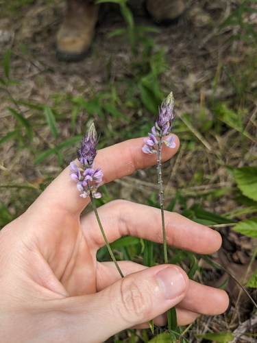 Eastern Sampson's-Snakeroot (Orbexilum psoralioides)