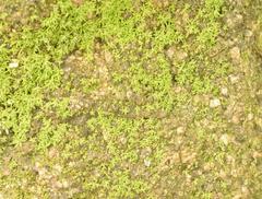 Tortella humilis