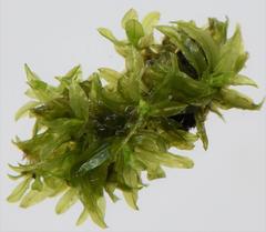Tortella humilis