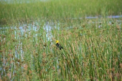 Chrysomus icterocephalus