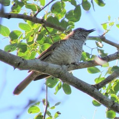 Calamonastes stierlingi