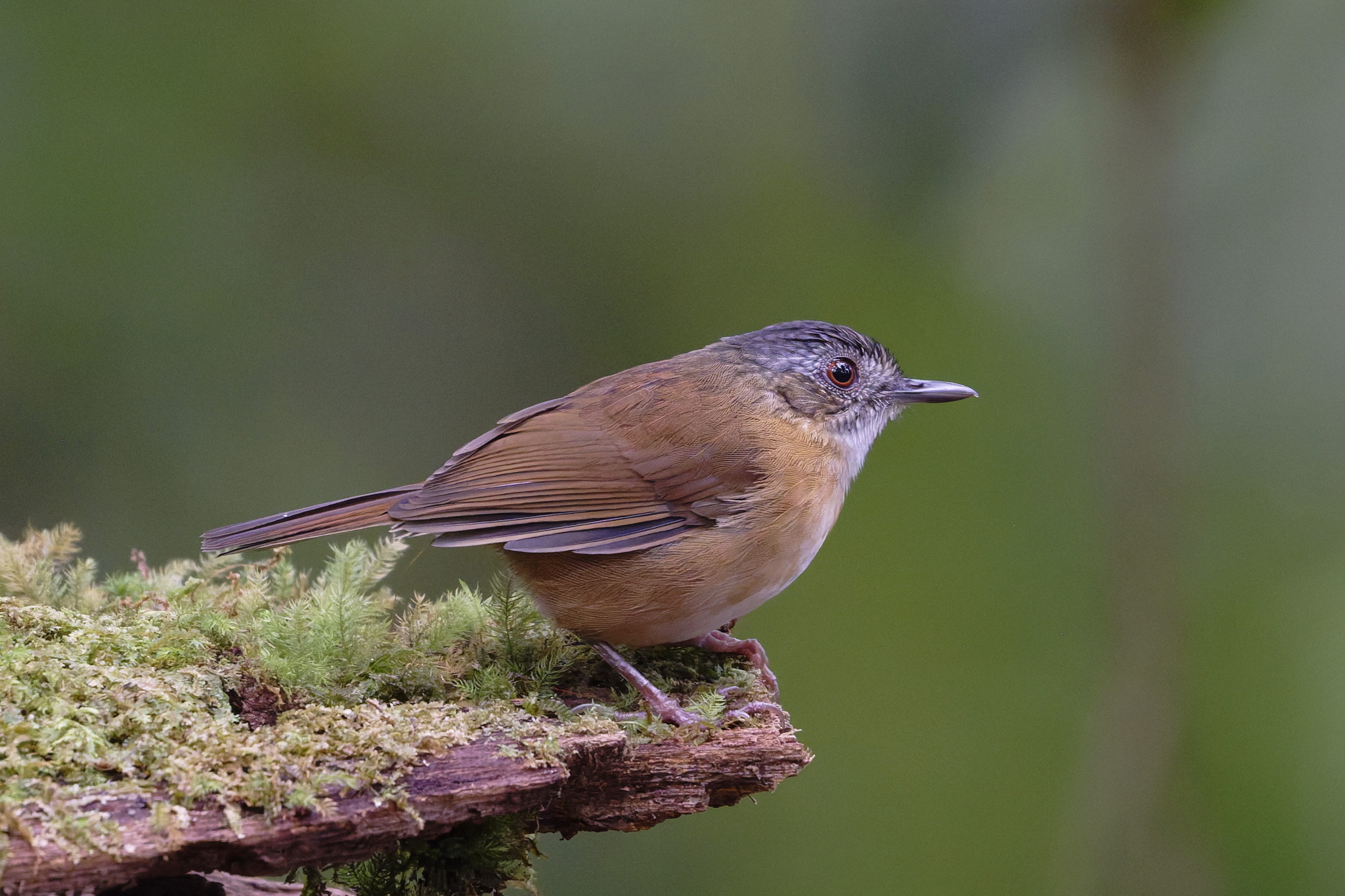 Temminck's Babbler (Pellorneum pyrrogenys), photo 4