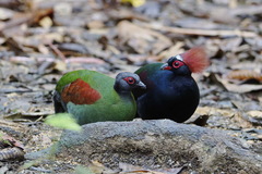 Crested Partridge photo 1