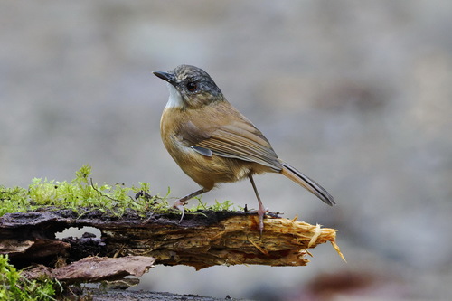 Temminck's Babbler (Pellorneum pyrrogenys), photo 3