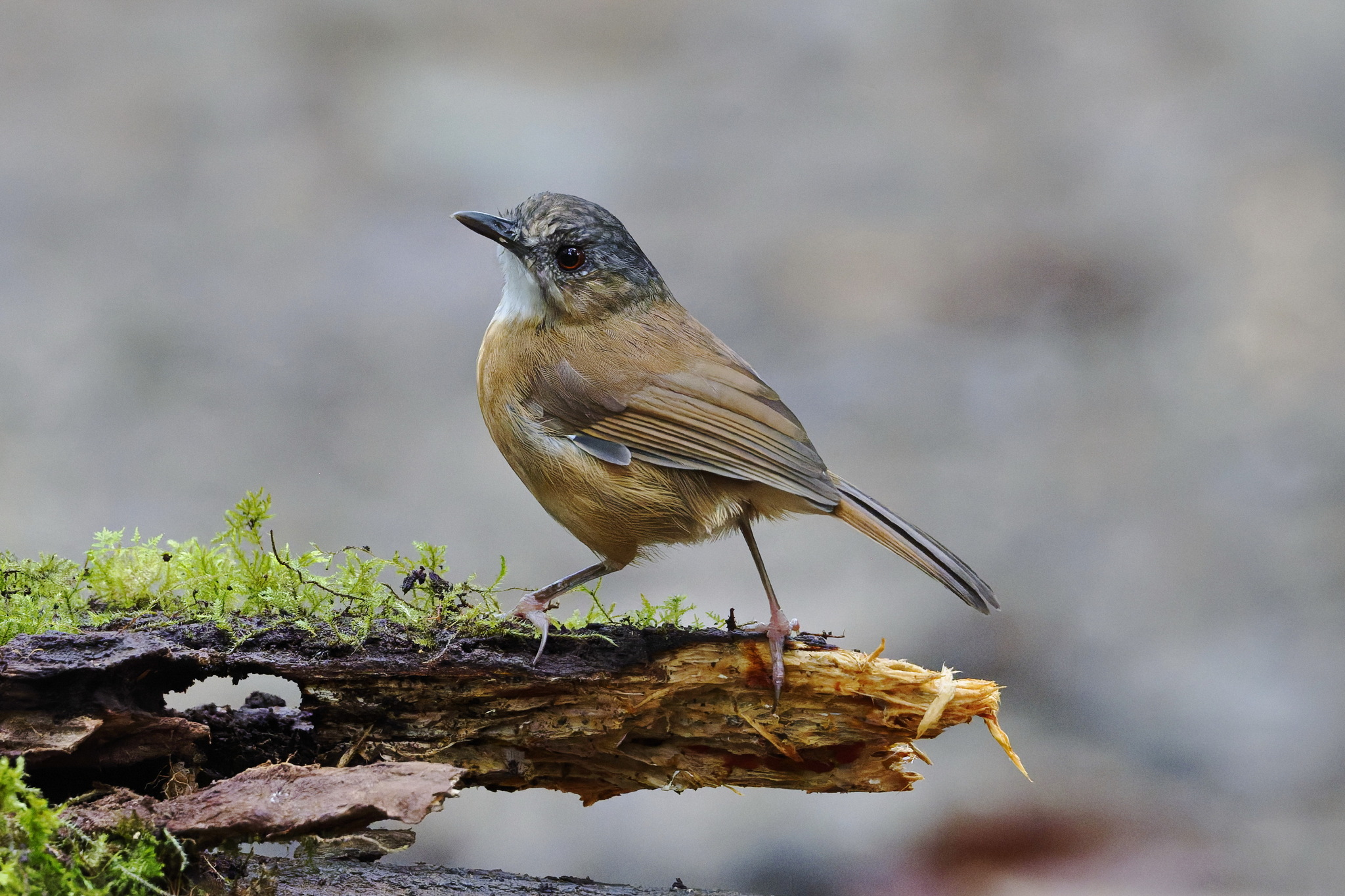 Temminck's Babbler (Pellorneum pyrrogenys), photo 3
