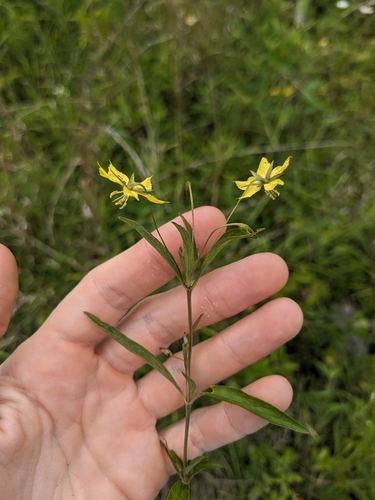 Lanceleaf Loosestrife (Lysimachia lanceolata)