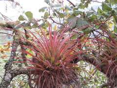 Tillandsia calothyrsus