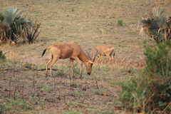 Alcelaphus buselaphus lelwel